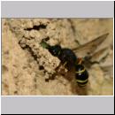 G-Odynerus spinipes w01b beim Nesteintrag einer Larve des Ruesselkaefers.jpg